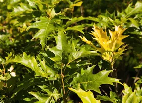 - Quercus palustris 'Green Dwarf'  - Quercus palustris 'Green Dwarf'