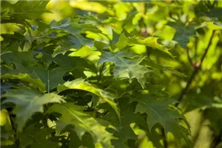 - Quercus palustris 'Green Dwarf'  - Quercus palustris 'Green Dwarf'