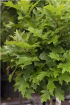 - Quercus palustris 'Green Dwarf'  - Quercus palustris 'Green Dwarf'