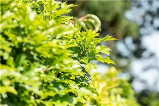 - Quercus palustris 'Green Dwarf'  - Quercus palustris 'Green Dwarf'