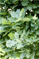  - Quercus robur 'Pendula'