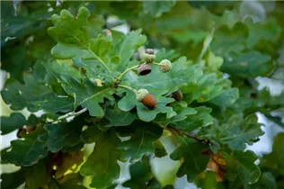  - Quercus robur