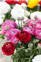 - Ranunculus asiaticus  - Ranunculus asiaticus