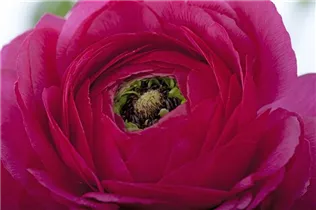 - Ranunculus asiaticus  - Ranunculus asiaticus