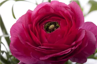 - Ranunculus asiaticus  - Ranunculus asiaticus