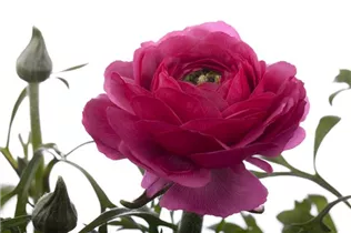 - Ranunculus asiaticus  - Ranunculus asiaticus