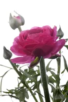 - Ranunculus asiaticus  - Ranunculus asiaticus