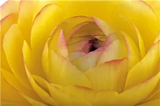 - Ranunculus asiaticus  - Ranunculus asiaticus