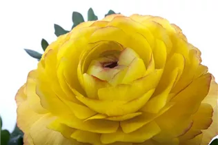 - Ranunculus asiaticus  - Ranunculus asiaticus