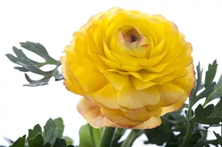 - Ranunculus asiaticus  - Ranunculus asiaticus