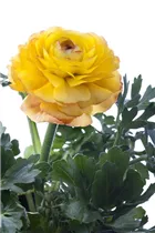 - Ranunculus asiaticus  - Ranunculus asiaticus
