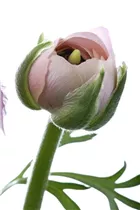 - Ranunculus asiaticus  - Ranunculus asiaticus