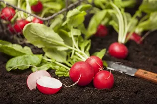  - Raphanus sativus var. sativus