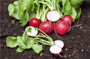  - Raphanus sativus var. sativus