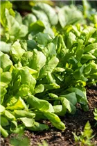  - Raphanus sativus var. sativus