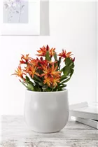 - Rhipsalidopsis gaertneri  - Rhipsalidopsis gaertneri