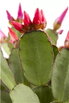 - Rhipsalidopsis gaertneri  - Rhipsalidopsis gaertneri