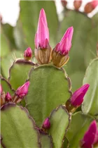 - Rhipsalidopsis gaertneri  - Rhipsalidopsis gaertneri