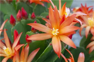 - Rhipsalidopsis gaertneri  - Rhipsalidopsis gaertneri