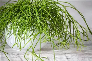 - Rhipsalis baccifera  - Rhipsalis baccifera