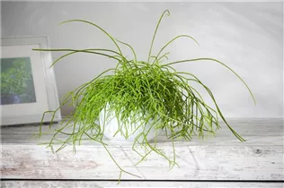 - Rhipsalis baccifera  - Rhipsalis baccifera