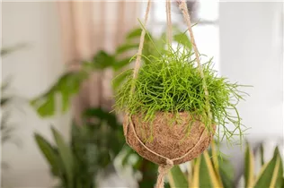 - Rhipsalis baccifera  - Rhipsalis baccifera