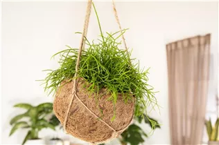 - Rhipsalis baccifera  - Rhipsalis baccifera