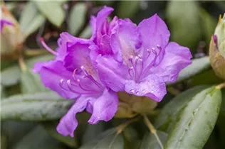  - Rhododendron catawbiense