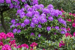  - Rhododendron catawbiense