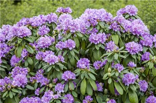  - Rhododendron catawbiense