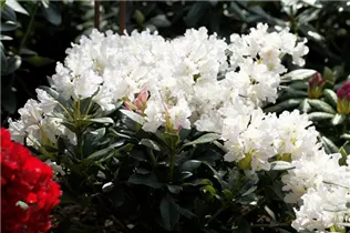  - Rhododendron 'Cunningham´s White'