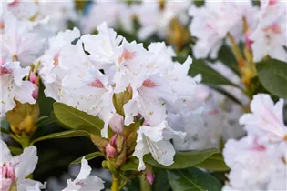  - Rhododendron 'Cunningham´s White'