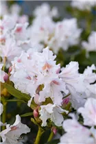  - Rhododendron 'Cunningham´s White'