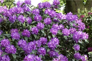  - Rhododendron 'Etoile de Sleidinge'