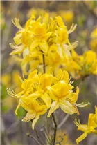 - Rhododendron luteum  - Rhododendron luteum