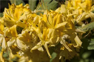 - Rhododendron luteum  - Rhododendron luteum