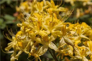 - Rhododendron luteum  - Rhododendron luteum