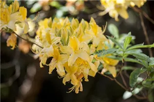 - Rhododendron luteum  - Rhododendron luteum