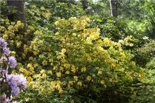 - Rhododendron luteum  - Rhododendron luteum