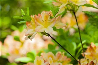 - Rhododendron luteum  - Rhododendron luteum