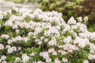  - Rhododendron micranthum 'Bloombux'®