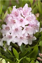  - Rhododendron micranthum 'Bloombux'®
