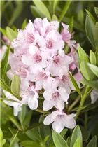  - Rhododendron micranthum 'Bloombux'®