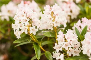  - Rhododendron micranthum 'Bloombux'®