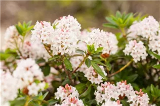  - Rhododendron micranthum 'Bloombux'®