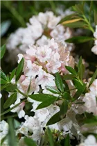  - Rhododendron micranthum 'Bloombux'®