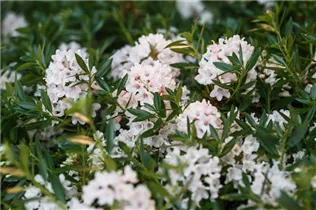  - Rhododendron micranthum 'Bloombux'®