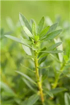  - Rhododendron micranthum 'Bloombux'®