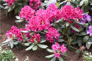  - Rhododendron 'Nova Zembla'