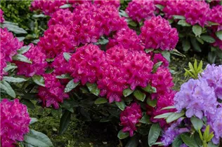  - Rhododendron 'Nova Zembla'